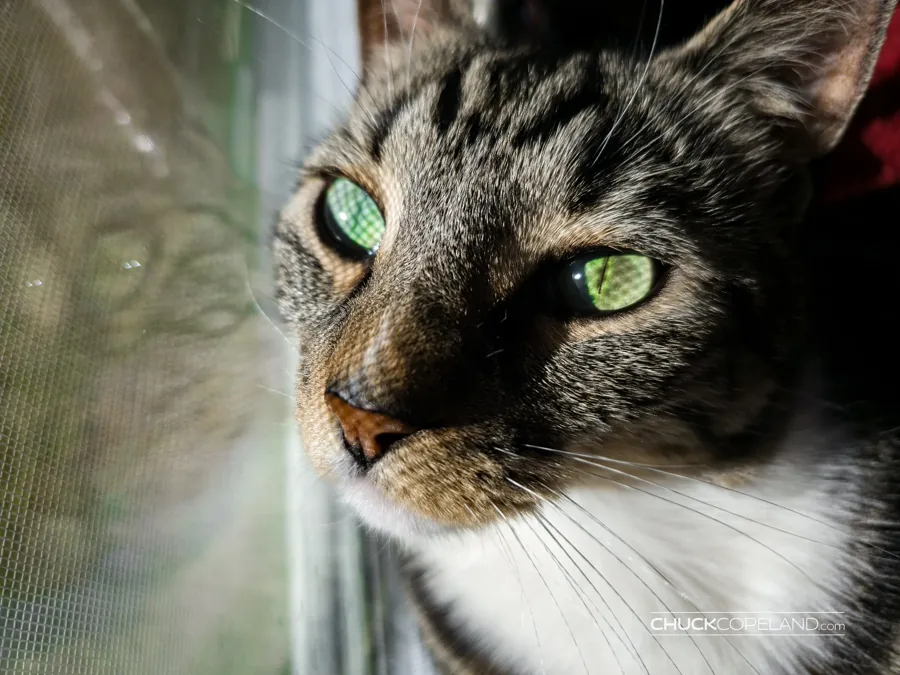 Close-up of Teddy, a tabby cat, looking out a window