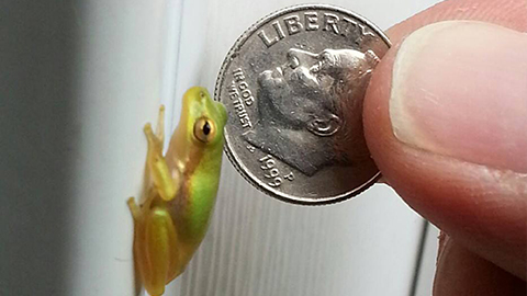 Tiny green tree frog beside a dime held for scale