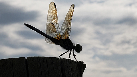 Silhouette of a dragonfly perched on a wooden post against a cloudy sky