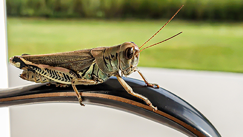 Detailed close-up of a grasshopper perched on sunglasses