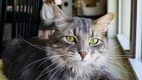 Close portrait of gray tabby cat Stormy beside a sunlit window