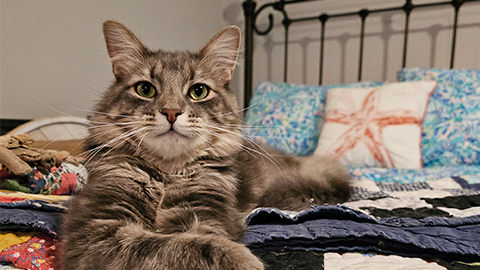 Gray tabby cat Stormy relaxing on a patchwork quilt with one paw stretched toward the camera