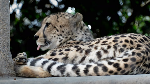 Cheetah stretched out beside a tree with its tongue showing