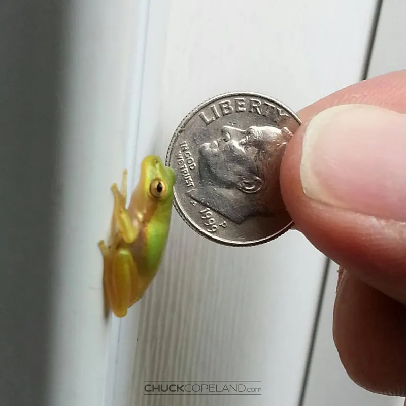 Tiny Treefrog