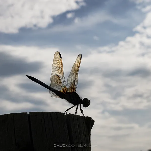 A dragonfly on a fence post