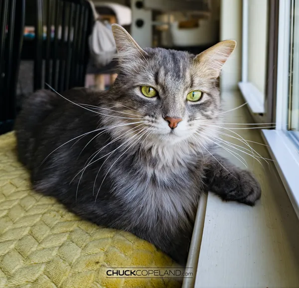 Stormy the Hurricat, showing off his whiskers