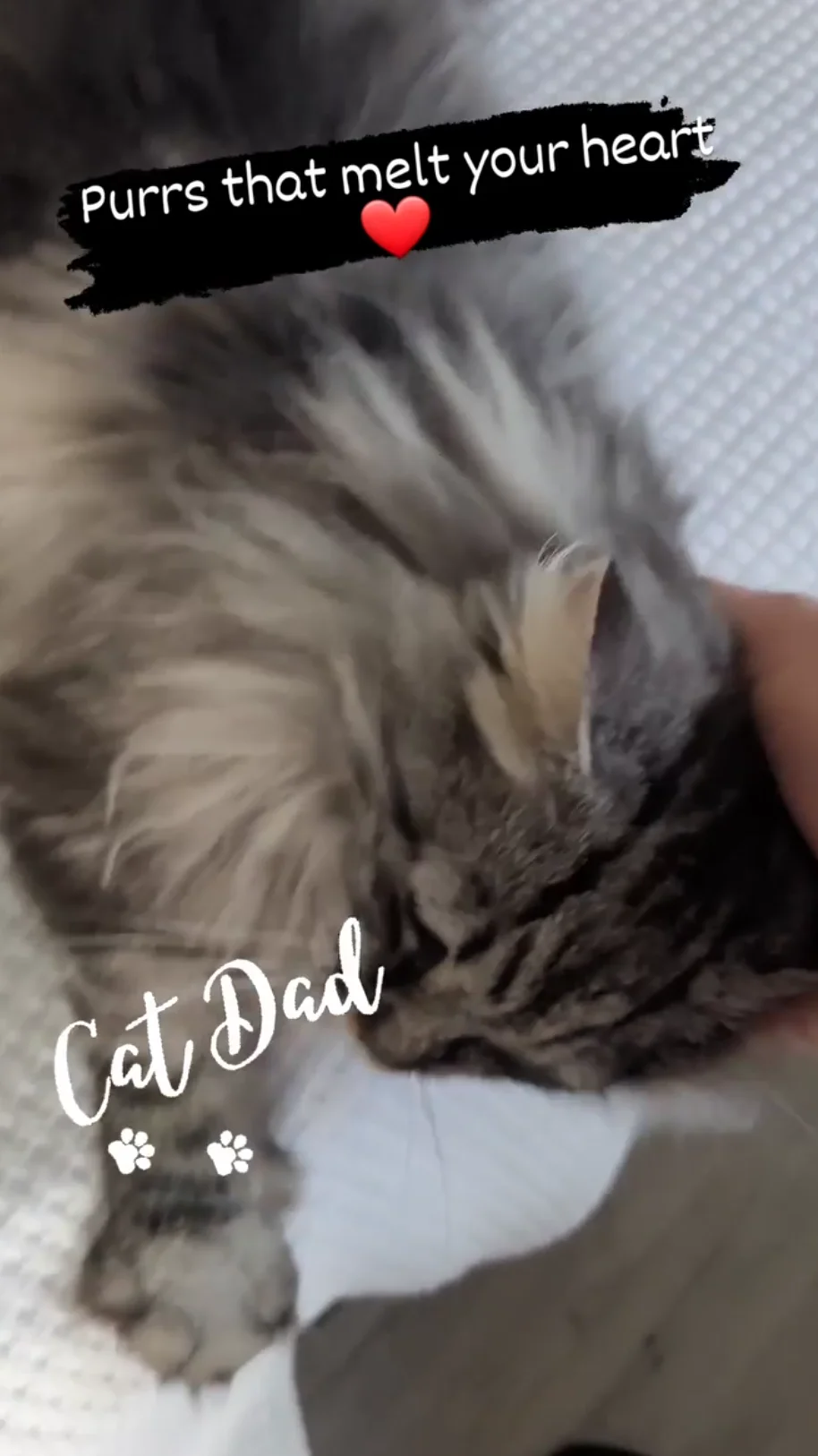 Bella's Loving Purrs